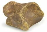 Theropod Dinosaur Toe Bone - Montana #268542-1